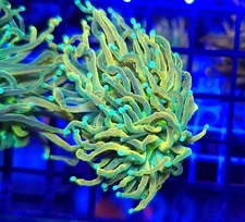 TSA Holy Moly Torch * Holy Grail * Tank Grown * Live Coral Frag * AJs Aquariums