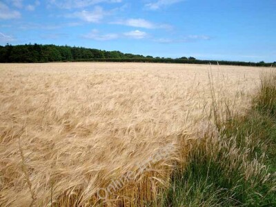 Foto 6x4 Reife Gerste unter blauem Himmel Warenmühle bei Warenmühle um 2010