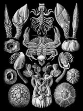 Haeckel Plate 57 Barnacles Wall Art Print Framed 12x16
