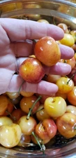 (50) Seeds of Yellow Rainier Cherry (Prunus Avium) Sweet Fruit Tree Seed Pits 