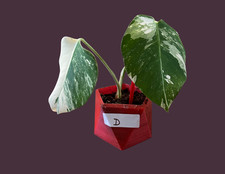 Monstera Albo Borsigiana Cutting Highly Variegated Aerial root