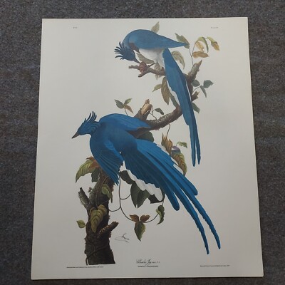 #20 Print JJ AUDUBON Vtg Columbia Jay northwestern mutual life 16 × 19 