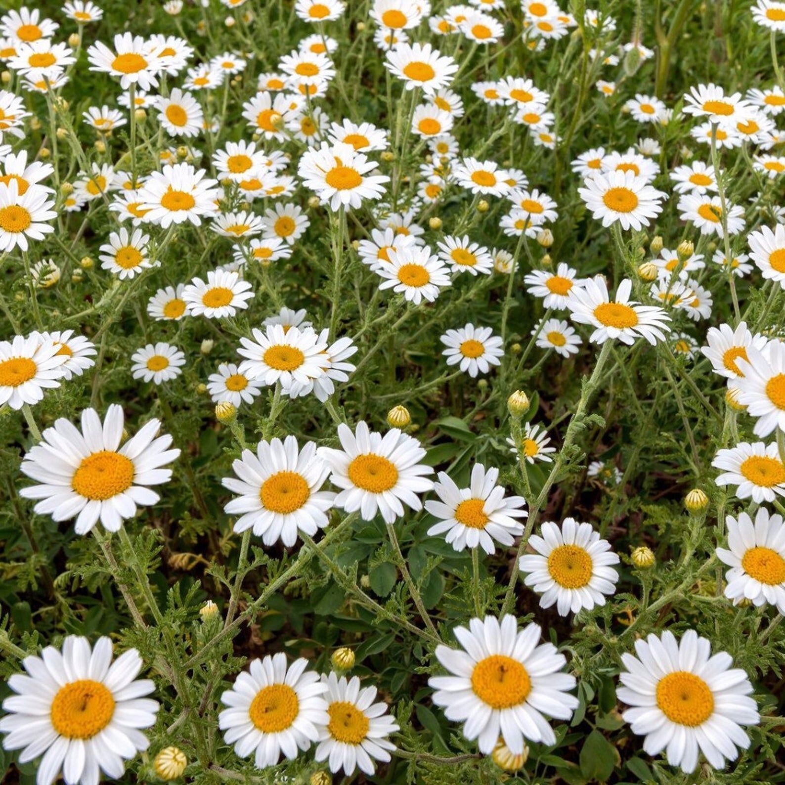 6X WILDFLOWER PLUG PLANTS MIXED FLOWERS GOOD FOR BEES & INSECTS