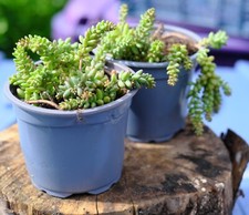 Sedum reflexum / rupestre – Stonecrop for Ground Cover & Edging – 10 Plants