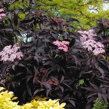 Sambucus Nigra Black Beauty Black Elder Hardy Outdoor Garden Shrub