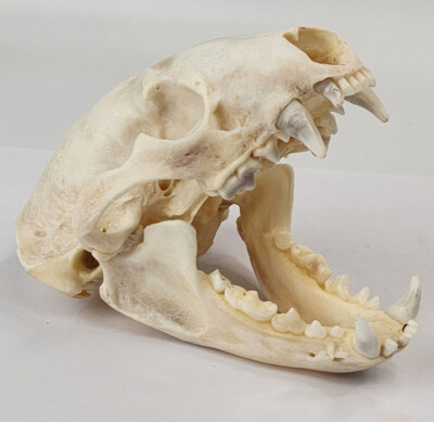 Real American Badger Skull - Taxidea taxus - American Sourced