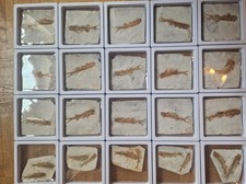 Ein 120 Millionen alter versteineter echter Knochenfossil Fisch, Lycoptera