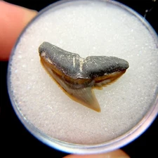 Small Gorgeous North Florida Tiger Shark Tooth Fossil Sharks Teeth Fossils FL