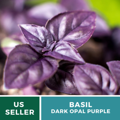 Basil Dark Opal 250 Seeds Medicinal Culinary Herb Heirloom Nongmo Ebay