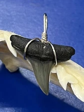 SHARK TOOTH PENDANT Fossilized 7/8 Inch Upper LEMON Shark Tooth 