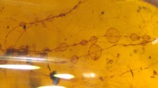Cretaceous Webbing with Glue Drops Insects in Burmese Amber Fossil Dinosaur Age