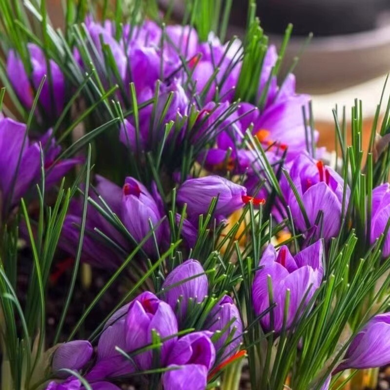25pc CROCUS SAFFRON SEEDS Garden Plant Flower exotic USA seller