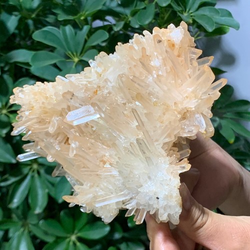 3.04LB A+++Large Natural white Crystal Himalayan quartz cluster /mineralsls - 第 12/13 張圖片
