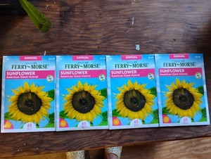Sunflower Seeds American Giant Hybrid, Four Packs Ferry Morse All New Seed Packs