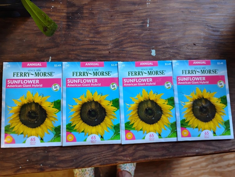 Sunflower Seeds American Giant Hybrid, Four Packs Ferry Morse All New Seed Packs
