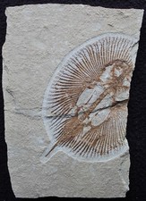 Cyclobatis 105  Stingray - Nice Preservation Missing Parts - Fossils Lebanon