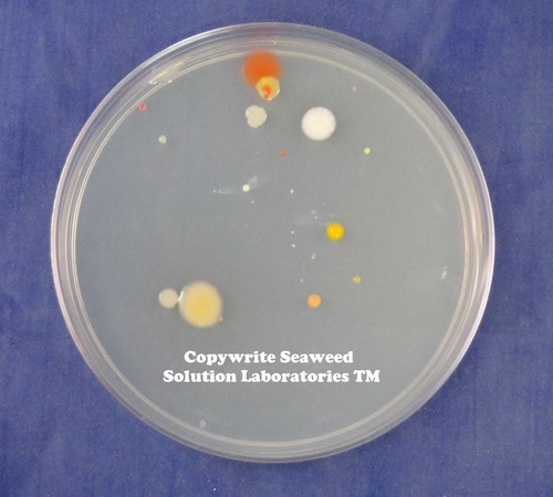 Nutrient Agar 10 grams - FREE SHIPPING!!! - Picture 4 of 6