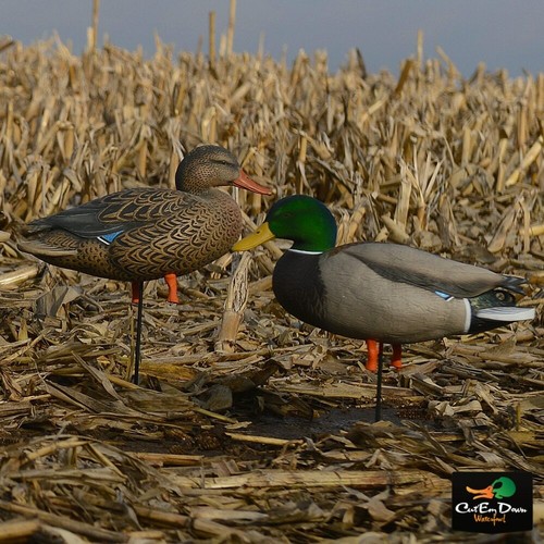 AVERY GREENHEAD GEAR GHG PG FULL BODY MALLARD DECOYS HARVESTER PACK FLOCKED HEAD - Picture 2 of 8