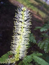 Mimosa Tenuiflora white flower - 10 Seeds