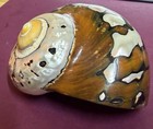 Huge  Turbo Shell Brown and Mother of pearl, perfect collectible specimen. — photo 4
