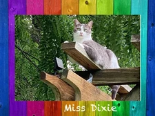 Sponsor a Cat Photo & GIFT HELP feed cats and kittens small shelter in KY