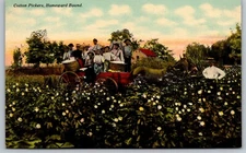 Postcard Cotton Pickers Homeward Bound Southern U.S.  *A1386