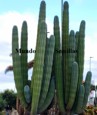 15 Seeds Of The Largest Cactus In The World - Edible Fruit - PACHYCEREUS |  eBay