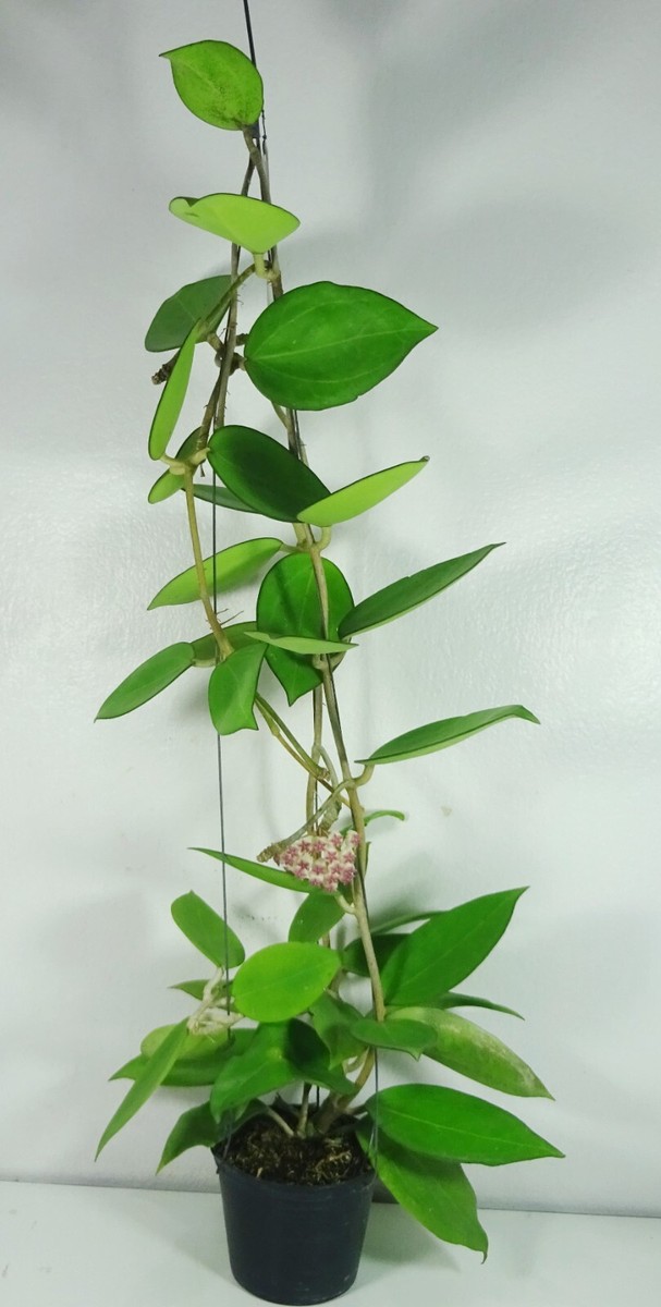 Hoya icensis Hoya seed023 カット苗 Hoya icensis 023 (Hoya Patcharawalai 023) 18 Inches Plant