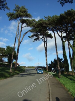 Foto 6x4 Ilsham Marine Drive mit Pinien Ellacombe c2011