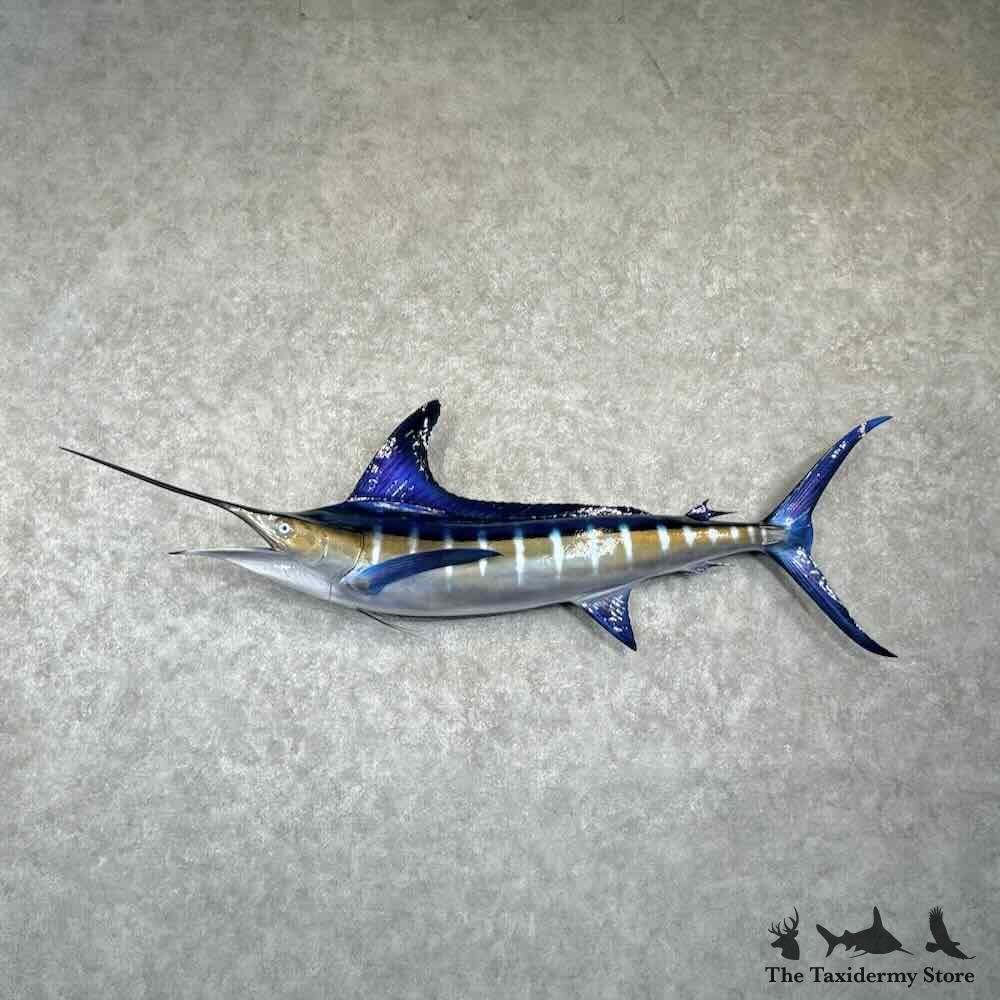 ブルー  マーリン  オブジェ   外国製 31014 WC | Blue Marlin Saltwater Taxidermy Fish Mount For Sale | eBay