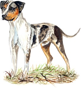 patchwork catahoula