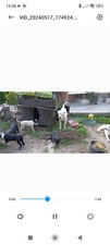 Cuccioli Bellissimi Meticci Dal Carattere Docile Ed Affettuoso 
