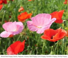 Poppies RED POPPY SEEDS MIXED American Legion Flanders Shirley Field 1500 Seeds!