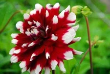 1 "Duet" Decorative Dahlia - Large Bulb Size #1 - US Seller