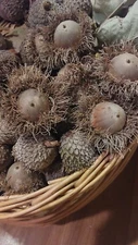 Texas Burr Oak Acorns WITH FRINGED CAPS