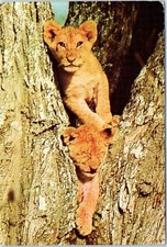 Lion Cubs Hanging Out in a Tree, Kenya Postcard Postmarked 1974