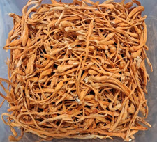 8 OZ  - USA Grown CORDYCEPS, Organic - 100% W...
