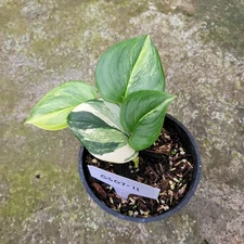 Real Pict Scindapsus Moonlight Yellow Variegated Rare Plant