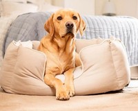 Lords & Labradors High Sided Pet Bed Savanna Oatmeal S