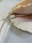 VTG Conch Shell Accent/ Lamp Works Nautical Decor — photo 5