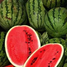 50 All Sweet Watermelon seeds. Organic. USA Seeds. Ships free