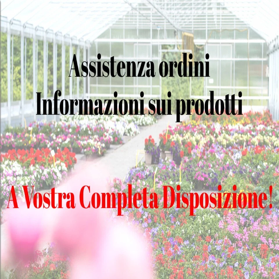 Pianta di Uva Spina Rossa in vaso da 20 cm - Immagine 3 di 3