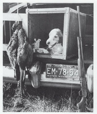 * Setter | Pointer ''Success'' - CUSTOM MATTED - Vintage Dog ''Photo Print'' - 1964
