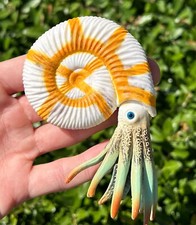 Ammonite Fossil Model Display Replica Toy Teaching White and Orange