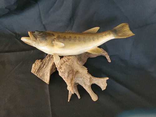 Small Mouth Bass 15 1/4” Taxidermy Mounted Fish on Driftwood Read