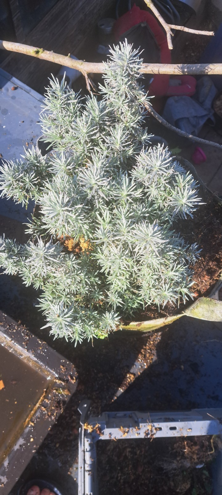 CURRY (BIG) PLANT – HELICHRYSUM ITALICUM Herb plant 9cm Pots ORGANIC image 4