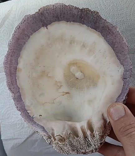 Spondylus Purple Oyster Shell Large 6.5" X 5.25” Natural seashell, Rare