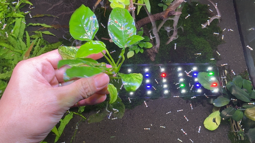 Anubias Nana sp. Pinto Submerged WYSIWYG - Rare Live Aquarium Plant Freshwater - Video 1 of 1