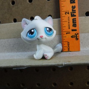 lps grey kitten