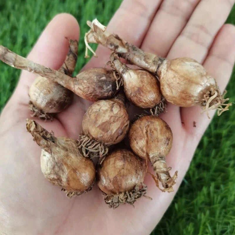 1 bulb AUTHENTIC Rain Lily Zephyranthes 70-150mm size (130 varieties) page 3 - Image 4 of 4